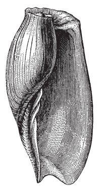 Tekne kabuk deniz kabuğu, vintage çizgi çizme veya oyma illüstrasyon bir türüdür.