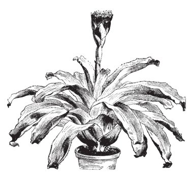 Canistrum aurantiacum çiçek görüntüsünü. Ona çiçek turuncu-sarı. Turuncu-kırmızı çanak ile kalıplanmış bir cam çiçekler geliştirmek. Bu çiçekleri Haziran-Eylül, vintage çizgi çizme veya oyma illüstrasyon filiz.