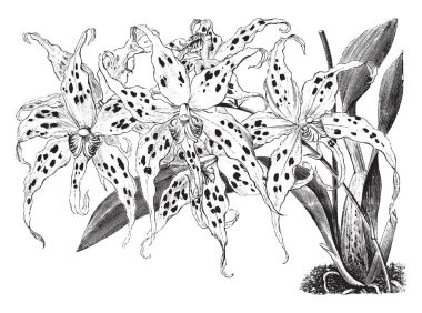 Bahar geniş çiçekli bitkiler çiçek. Süt sepals ve yaprakları derin mor menekşe koyu noktalar ile beyaz çiçekler. Sepals ve yaprakları beyazdır, dudak sarı eklenti, vintage çizgi çizme veya oyma illüstrasyon ile beyaz.