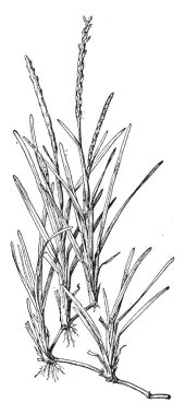 Resim Stenotaphrum Secundatum çim. Geniş, düz kanatları ile koyu yeşil çim olduğunu. Mera ve çiftliklerde, vintage çizgi çizme veya oyma illüstrasyon kullanılır.