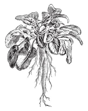 This picture is showing a rampion. It grows underground. It is type of roots. The leaves grow upside of ground it dense. It is type of vegetable, vintage line drawing or engraving illustration. clipart