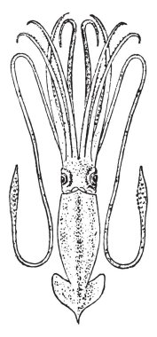 Dev mürekkep balığı derin okyanus konut kalamar aile Architeuthidae, vintage çizgi çizme veya oyma illüstrasyon olduğunu.