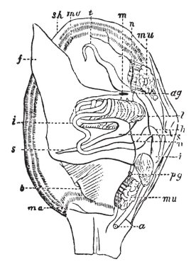 Yumuşakça anatomi mide ve bağırsak, vintage çizgi çizme veya oyma illüstrasyon vardır.