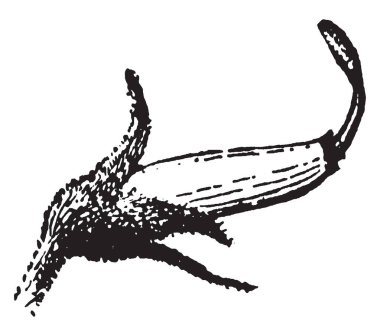 Bunlar 5 yaprakları bir ayırt edici şekillendirme ile düzensiz çiçekler 