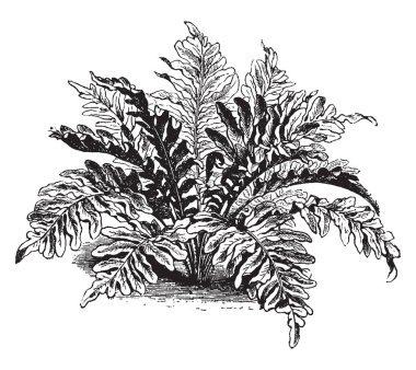 Bu Lomaria Gibba Robusta bitki var. Yapraklar büyür-up yerden bir sürü var. Bir şube birden fazla yaprakları vardır ve yaprakları vardır küçük saç tellerini, vintage çizgi çizme veya oyma illüstrasyon.