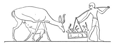 Ceylan dakiklikle, vintage illüstrasyon kazınmış.