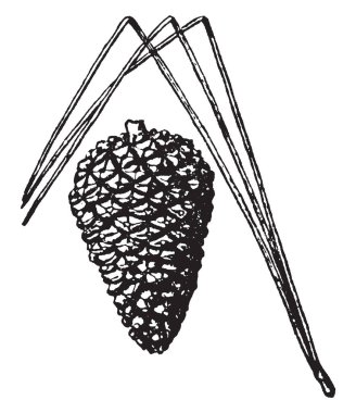 Bu iğneler i.e koni taşıyan ağaç yaprak vardır. Daha fazla su kök, vintage çizgi çizme veya oyma illüstrasyon çekmek yeterli nem için saklayın.