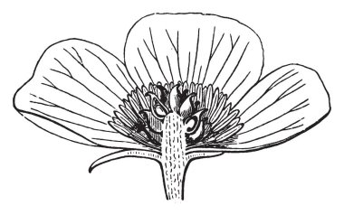 Resim Anemone çiçeği gösterir. Yaprakları türlerin çoğunda eksik. Achenes gaga ağızlı ve tüylü kıllar bunlara bağlı bazı türler var. Küresel Bud ve pollain tahıllar olan mevcut, vintage çizgi çizme veya oyma illüstrasyon.