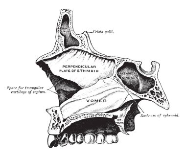 Bu resimde Vomer, vintage çizgi çizme veya oyma illüstrasyon temsil eder..