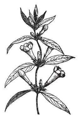 Gelsemium yaprak veya sarı Yasemin Gelsemiaceae ailesindeki twining bir asma ve astropikal ve tropikal Amerika'ya yerli. Bu da Carolina jasmine, gelsemium ve woodbine, vintage çizgi çizme veya oyma illüstrasyon iyi bilinmektedir.