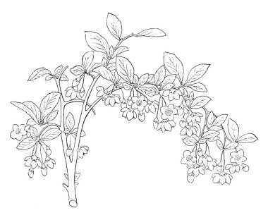 Styrax Japonica is well-known as the Japanese snowbell, is native China, Japan, and Korea in family Styracaceae, vintage line drawing or engraving illustration. clipart