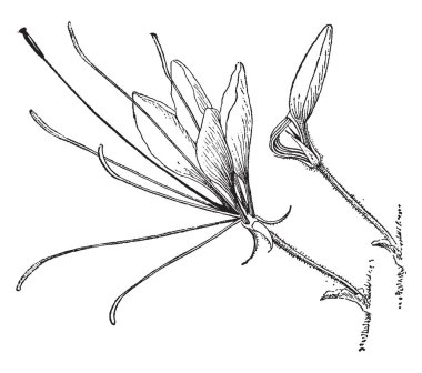 Cleome, örümcek çiçeği olarak bilinen Spinosa, yaprakları palmately bileşik, beş veya yedi broşürleri ile çiçekler mor, pembe, ya da beyaz, dört yaprakları ve altı uzun stamens, vintage çizgi çizme veya illüstrasyon oyma.
