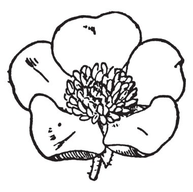 Bu düğün çiçeği çiçek bir görüntüdür. Genellikle beş sarı, yeşil veya beyaz yaprakları, vintage çizgi çizme veya oyma resimde bulunan.