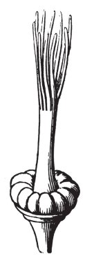 Bu resmi bir pistil gösteriyor. Bir çiçek, kadın üreme parçasıdır. Bu üst tarafında bölümüyle büyüyen stigma, vintage çizgi çizme veya oyma illüstrasyon.