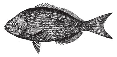 Sonuç olarak kalınlaşmış Bermuda Chub, vintage çizgi çizme veya oyma illüstrasyon.