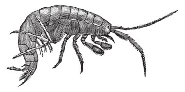 Scuds, vintage çizgi çizme veya oyma illüstrasyon Gammaridae ailesinin bir amphipod tatlı su karides mi.