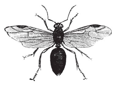 Kanatlı karınca, vintage illüstrasyon kazınmış. Doğal Tarih hayvanların, 1880