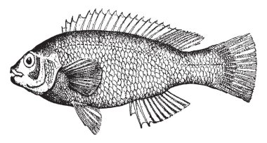 Mavi levrek, vintage çizgi çizme veya oyma illüstrasyon cunner olduğunu.