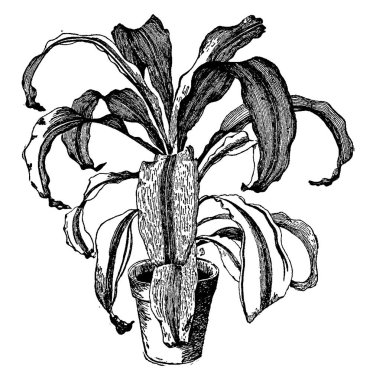 Dracaena Fragrans Lindenii gösteren bir resim. Bu çiçekli bitkidir. Tropikal Afrika, vintage çizgi çizme veya oyma illüstrasyon yerli.