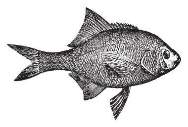 Surfperch Kuzeybatı Pasifik, vintage çizgi çizme veya oyma illüstrasyon bulunur.