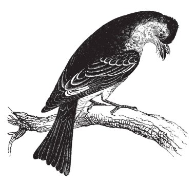 Çoğunlukla küçük böcekler, vintage çizgi çizme veya oyma illüstrasyon Phoebe beslemeleri.