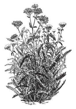 Achillea Millefolium varyasyon Rubrum ve bu da ortak civanperçemi bilinen görüntüsüdür çiçekli bitki, vintage çizgi çizme veya oyma illüstrasyon.