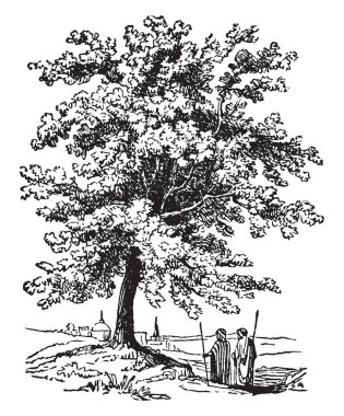 A tree native to the Mediterranean region. It produced the earliest-known form of turpentine, and was used in medicine by the ancient Greeks, vintage line drawing or engraving illustration. clipart