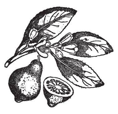 Limon bir bitki familyası Rutaceae, Asya, vintage çizgi çizme veya oyma illüstrasyon için yerel küçük yaprak dökmeyen ağaç türüdür.