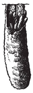 Düz kanatlılar, vintage çizgi çizme veya oyma illüstrasyon siparişindeki alt Caelifera çekirge böcek.