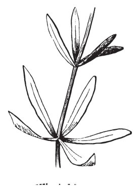 Bu whorled yaprak bir görüntüdür. Bu yaprak olarak da bilinen verticil, bir ağırşak sepals, yaprakları, yaprakları veya tek bir noktasından yaymak ve kök, vintage çizgi çizme veya oyma illüstrasyon etrafında sarın dalları tanzimi.