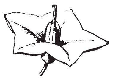 Çiçek, vintage çizgi çizme veya oyma illüstrasyon besleme yıldız şekli gösteren bir resim.