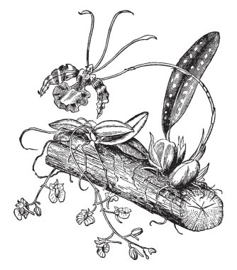 Bu Acidium Pemphylo ve karşılaştırmalı Rosa, iki üzümlü aile Epipoites bir örnektir. Bu rüzgâr enerjisi yatırımı, vintage çizgi çizme veya oyma illüstrasyon geliştirmek yöntemleri göstermek için bu.