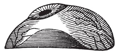 Bu resimde yapay göz, vintage çizgi çizme veya oyma illüstrasyon temsil eder..