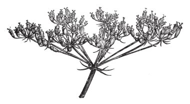 Resim Heracleum Sibiricum bitki umbel gösterir. Bitki pembemsi veya beyaz çiçek 5 yaprakları vardır. İlâ 20 cm çapı 15-30 ışınları ile umbels vardır. Çiçekler bir radyal simetri, vintage çizgi çizme veya oyma resimde var.