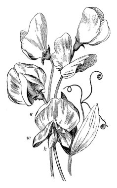Resim baklagiller bir tatlı bezelyem çiçek bitki yapısı gösterilmektedir. Afiş, standart veya vexillum s mevcut, kanatlar, w mevcut ve k, vintage çizgi çizme veya oyma illüstrasyon mevcut devrilir.