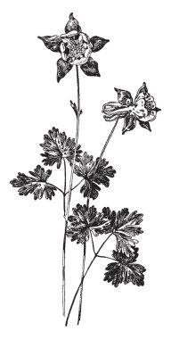A picture shows Aquilegia Alpina. It is commonly known as Alpine Columbine, is a compact species with charming, bright violet-blue, bonnet-shaped, nodding flowers, vintage line drawing or engraving illustration. clipart