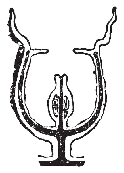Sporosae 黒が腸管腔とその継続 ヴィンテージの線描画や彫刻イラストを表します — ストックベクタ