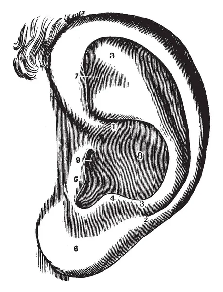 Иллюстрация Представляет Собой Левое Ухо Рисунок Винтажной Линии Гравировка Иллюстрации — стоковый вектор