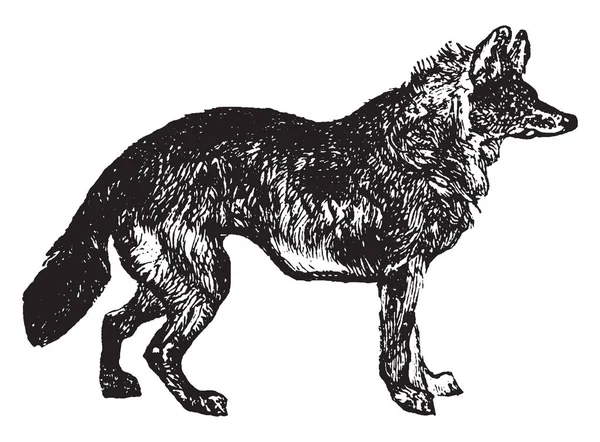 Jackal Mamíferos Onívoros Tamanho Médio Gênero Canis Desenho Linha Vintage —  Vetores de Stock