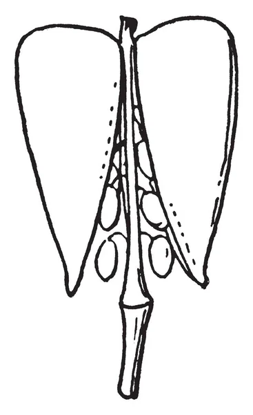 Esta Imagen Muestra Una Silicula Este Tipo Vainas Semilla Está — Vector de stock