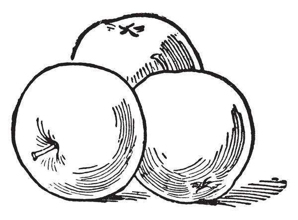 Karta Jabłka Reprezentuje Trzy Jabłka Jest Używane Dla Wielu Typów — Wektor stockowy