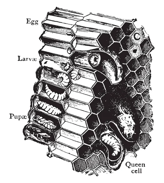 꿀벌은 Api 빈티지 드로잉 — 스톡 벡터