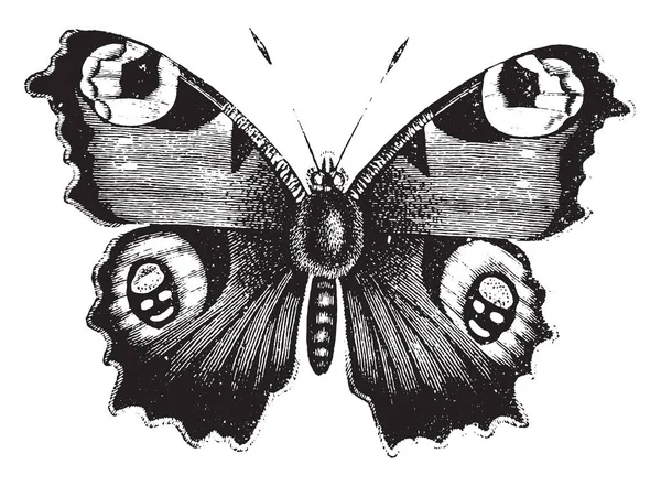 Motyl Vanessa Paw Vintage Grawerowane Ilustracja Historii Naturalnej Zwierząt 1880 — Wektor stockowy