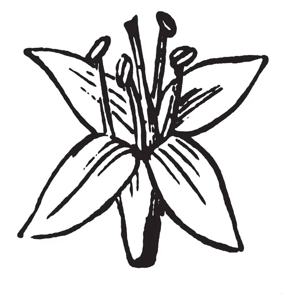 Bir Resim Çiçek Gösteriyor Kızılcık Veya Cornel Çiçektir Kızılcıkgiller Ailesine — Stok Vektör