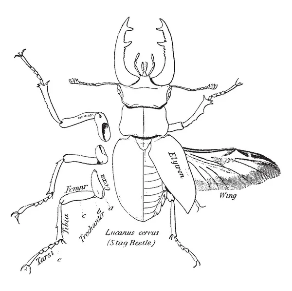Escarabajo Ciervo Que Mandíbulas Distintivas Que Encuentran Los Machos Dibujo — Vector de stock