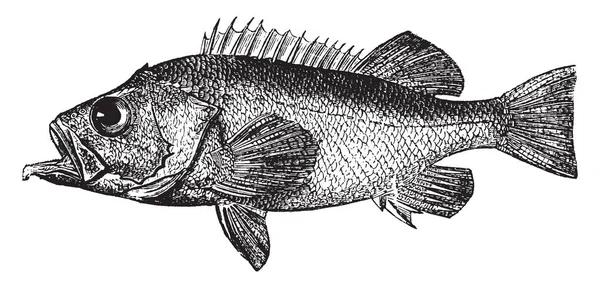 Bergylt은 물고기 빈티지 하나를 참조할 있습니다 일반적인 — 스톡 벡터