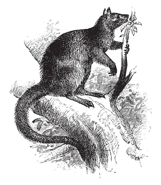 Tree Kangaroo Marsupiales Del Género Dendrolagus Dibujo Línea Vintage Ilustración — Archivo Imágenes Vectoriales