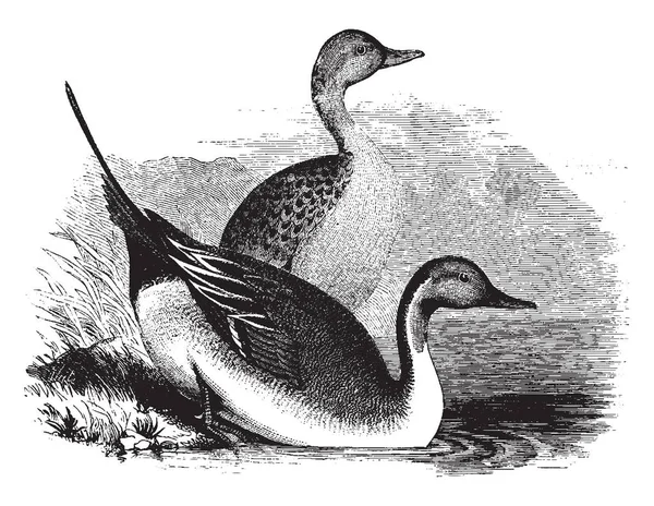 这张图代表别针尾巴鸭子 复古线图画或雕刻例证 — 图库矢量图片