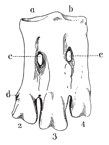 Tarse Avant Gauche Pingouin Montrant Fusion Incomplète Trois Métatarses Dessin — Image vectorielle