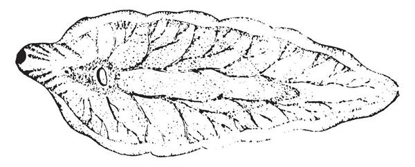 肝蛭であるフルークは羊 ビンテージの線描画や彫刻イラストの肝臓に住んでいる寄生 Flatworm — ストックベクタ